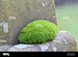 Attēlu rezultāti vaicājumam “Tortula subulata”