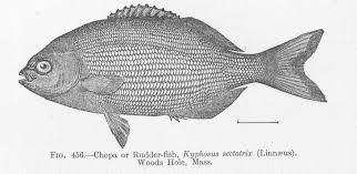 Image result for Kyphosus