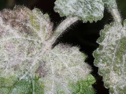 Attēlu rezultāti vaicājumam “Erysiphe galeopsidis”