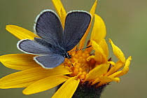 Attēlu rezultāti vaicājumam “Vacciniina optilete underside”