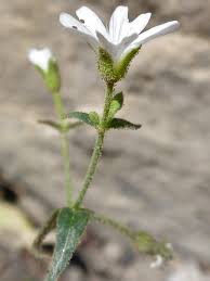 Attēlu rezultāti vaicājumam “Cerastium arvense leaf”