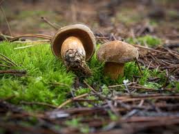 Attēlu rezultāti vaicājumam “Suillus variegatus”