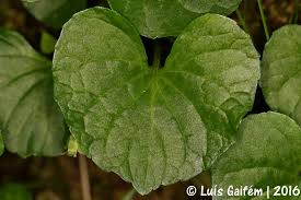 Attēlu rezultāti vaicājumam “Viola palustris leaf”