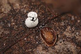 Attēlu rezultāti vaicājumam “Didymium difforme macro”