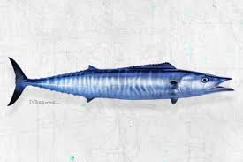 Image result for Acanthocybium solandri