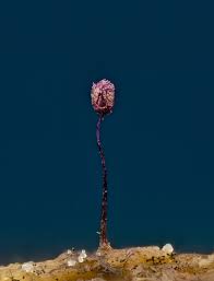 Attēlu rezultāti vaicājumam “Cribraria violacea spores”