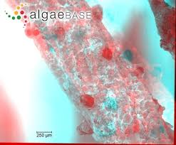 Attēlu rezultāti vaicājumam “Chara tomentosa”
