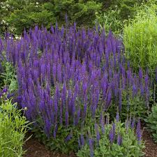 Image result for Salvie