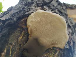 Attēlu rezultāti vaicājumam “Sarcodontia crocea”