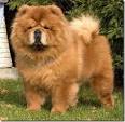 BarnsWorld: Westie or Chow Chow??