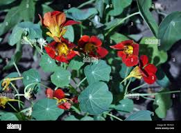 Attēlu rezultāti vaicājumam “Tropaeolum majus bud”