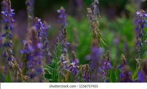 Attēlu rezultāti vaicājumam “Galega orientalis fruit”