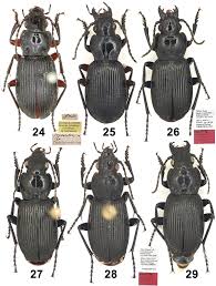 Attēlu rezultāti vaicājumam “Pterostichus sp.”