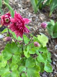 Image result for Aquilegia vulgaris `Nora Barlow`