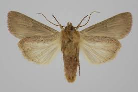 Attēlu rezultāti vaicājumam “Leucania comma”