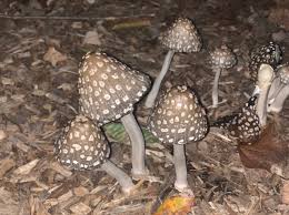 Attēlu rezultāti vaicājumam “Diachea subsessilis young”