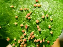 Attēlu rezultāti vaicājumam “Eriophyes laevis”