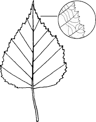 Attēlu rezultāti vaicājumam “Betula papyrifera leaf”