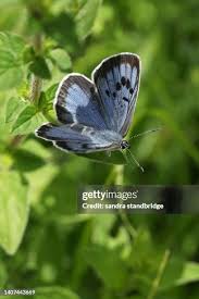 Attēlu rezultāti vaicājumam “Phengaris arion”