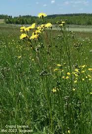 Attēlu rezultāti vaicājumam “Crepis biennis”