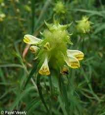 Attēlu rezultāti vaicājumam “Melampyrum cristatum flower”