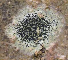 Attēlu rezultāti vaicājumam “Opegrapha atra”