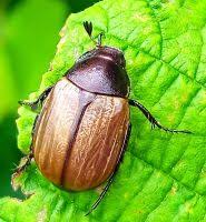 Attēlu rezultāti vaicājumam “Anomala dubia”