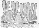 II. Intestinal Absorption