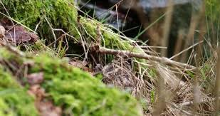 Attēlu rezultāti vaicājumam “Scolopax rusticola nest”