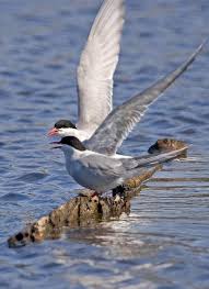 Attēlu rezultāti vaicājumam “Sterna”