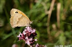 Attēlu rezultāti vaicājumam “Maniola jurtina”