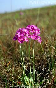 Attēlu rezultāti vaicājumam “Primula farinosa”