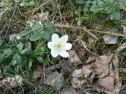 Attēlu rezultāti vaicājumam “Anemone nemorosa leaf”