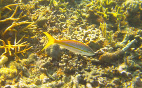 Image result for Ocyurus chrysurus