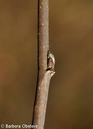 Attēlu rezultāti vaicājumam “Sorbus aucuparia bud”