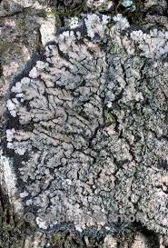 Attēlu rezultāti vaicājumam “Parmeliella triptophylla”