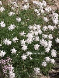 Attēlu rezultāti vaicājumam “Dianthus arenarius”
