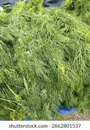 Attēlu rezultāti vaicājumam “Anethum graveolens leaf”