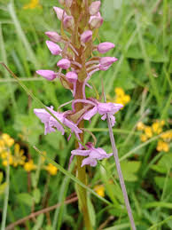 Attēlu rezultāti vaicājumam “Gymnadenia conopsea bud”