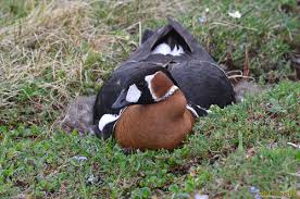 Image result for Branta ruficollis
