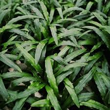 Attēlu rezultāti vaicājumam “Cribraria costata”