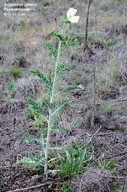 Attēlu rezultāti vaicājumam “Papaveraceae”