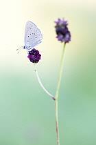 Attēlu rezultāti vaicājumam “Maculinea teleius”