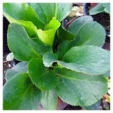 Attēlu rezultāti vaicājumam “Bergenia crassifolia”