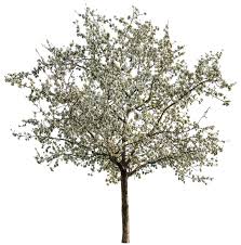 Attēlu rezultāti vaicājumam “Malus”