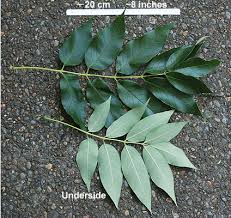 Attēlu rezultāti vaicājumam “Fraxinus pennsylvanica leaf”