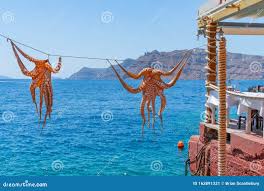 Image result for Octopushy (Croydon Area)