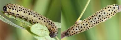 Attēlu rezultāti vaicājumam “Tenthredo scrophulariae”