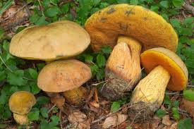 Attēlu rezultāti vaicājumam “Boletus luridus”
