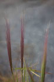 Attēlu rezultāti vaicājumam “Cribraria lepida”